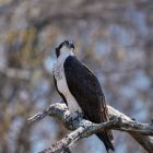 Signs of spring: 10 great spring bird moments 8 Signs of spring 10 great spring bird